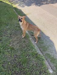 Found/Stray Male Dog last seen Ryan st and MLK jr Avenue, Salisbury, NC 28144