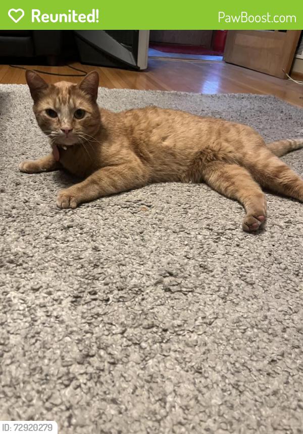 Reunited Male Cat last seen Near street, Edmonton, AB T6E 1M9