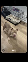 Lost Female Dog last seen 112th and bush st is where she was last seen, Portland, OR 97266