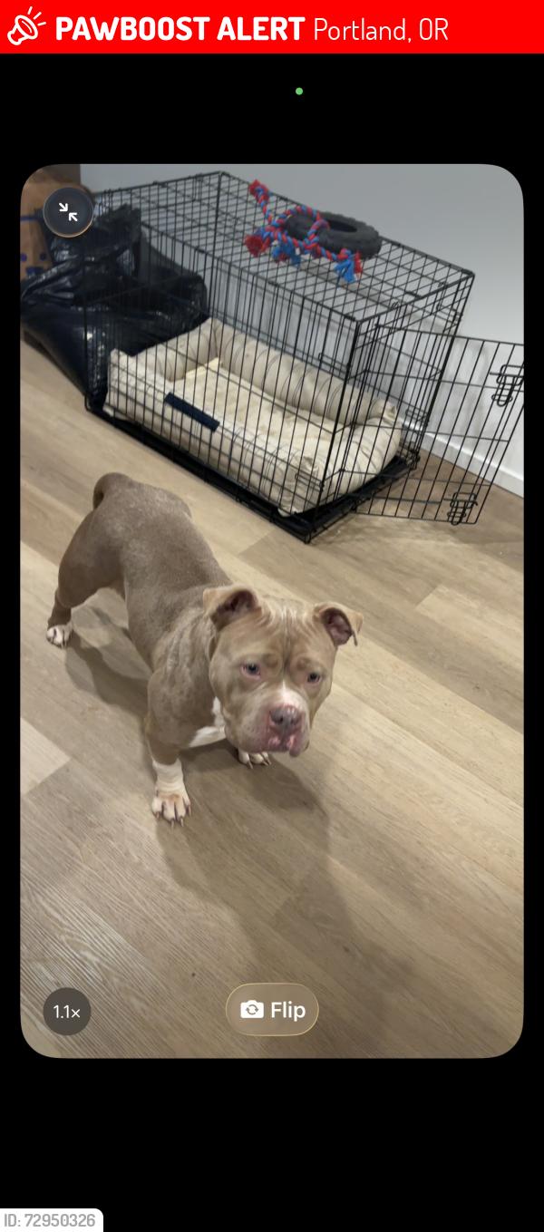Lost Female Dog last seen 112th and bush st is where she was last seen, Portland, OR 97266