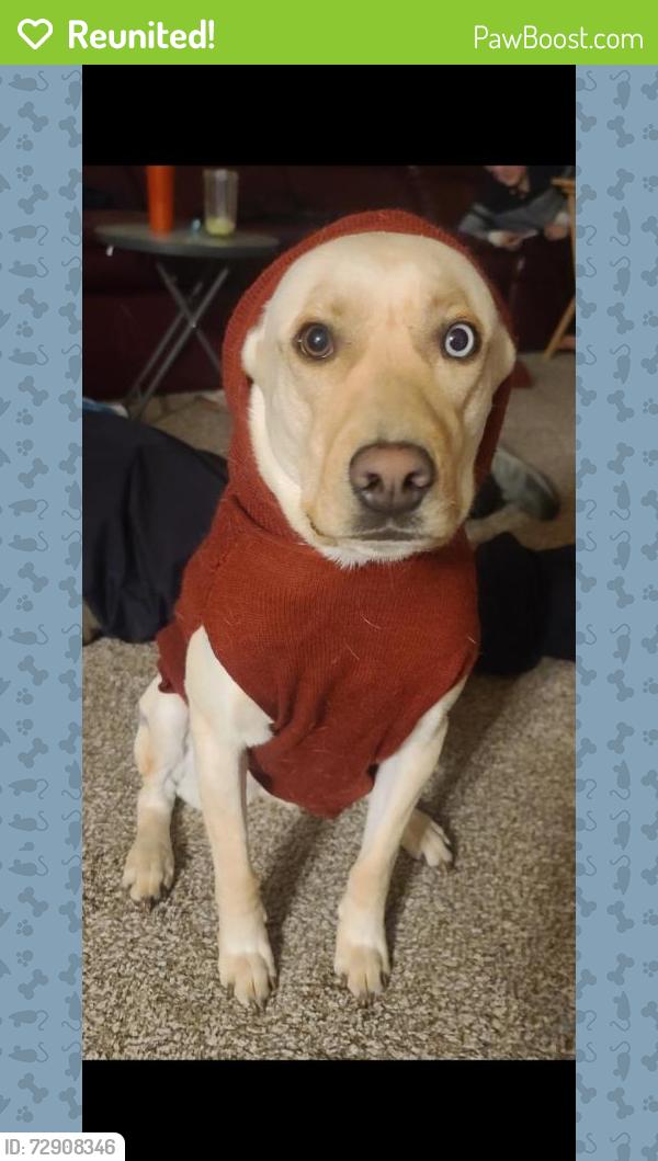 Reunited Female Dog last seen 254th st, Montrose, SD 57048