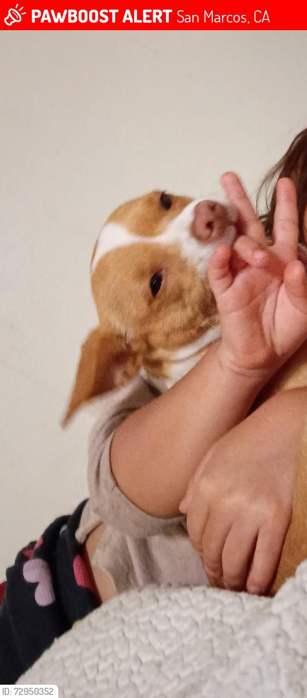Lost Female Dog last seen Fulton road and Borden road San Marcos, San Marcos, CA 92069