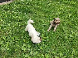 Found/Stray Unknown Dog last seen Turner District 51st Terrance, Kansas City, KS 66106