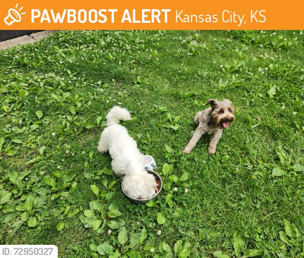Found/Stray Unknown Dog last seen Turner District 51st Terrance, Kansas City, KS 66106