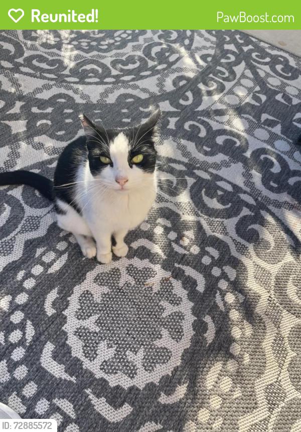 Reunited Female Cat last seen Poli and kalorama , Ventura, CA 93001