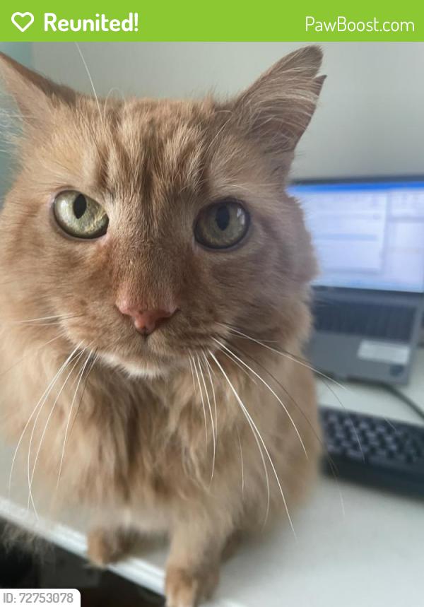 Reunited Male Cat last seen Kings Grant neighborhood Virginia Beach, Virginia Beach, VA 23452
