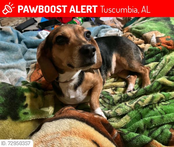 Lost Female Dog last seen Near north Milton street Tuscumbia AL, Tuscumbia, AL 35674