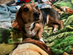 Lost Female Dog last seen Near north Milton street Tuscumbia AL, Tuscumbia, AL 35674