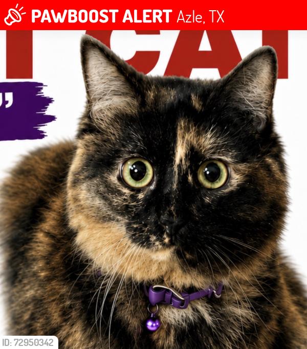 Lost Female Cat last seen Woody rd, Azle, TX 76020