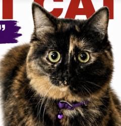 Lost Female Cat last seen Woody rd, Azle, TX 76020
