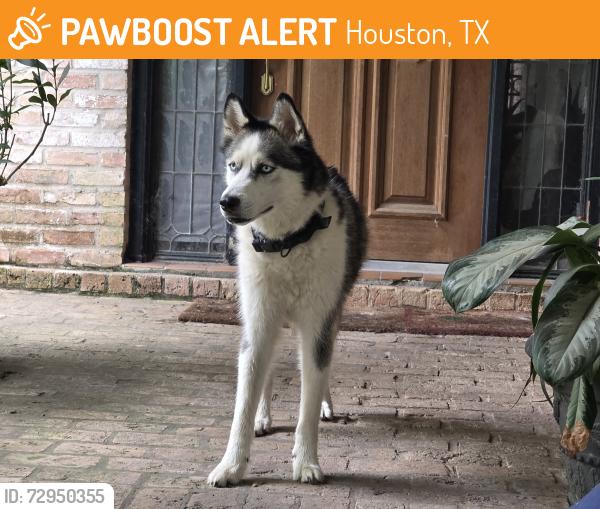 Found/Stray Male Dog last seen Sugar Pine Dr and Castlerock Rd, in Ponderosa Forest., Houston, TX 77090