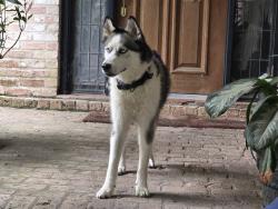 Found/Stray Male Dog last seen Sugar Pine Dr and Castlerock Rd, in Ponderosa Forest., Houston, TX 77090