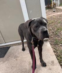 Lost Female Dog last seen W SH 543 loop, West Point, TX 78963