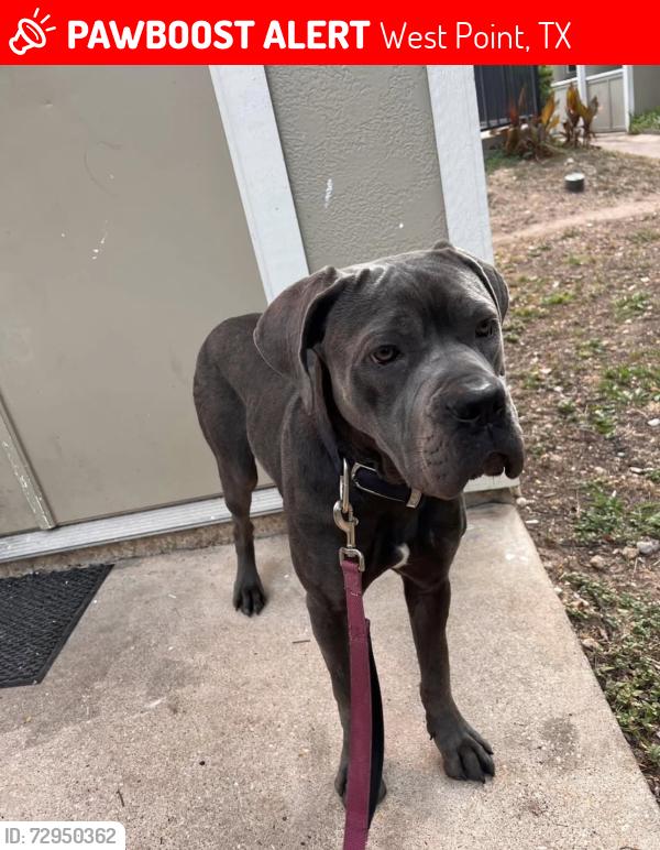 Lost Female Dog last seen W SH 543 loop, West Point, TX 78963