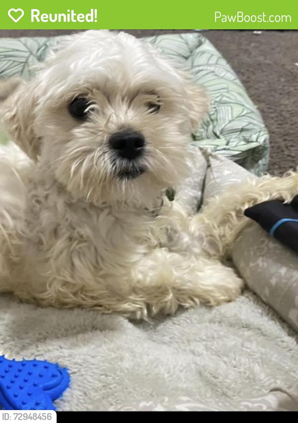 Reunited Female Dog last seen Near 47th place s , Birmingham, AL 35222