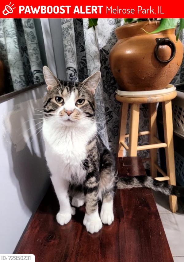 Lost Male Cat last seen 12th Ave and Cortez St., Melrose Park, IL 60160