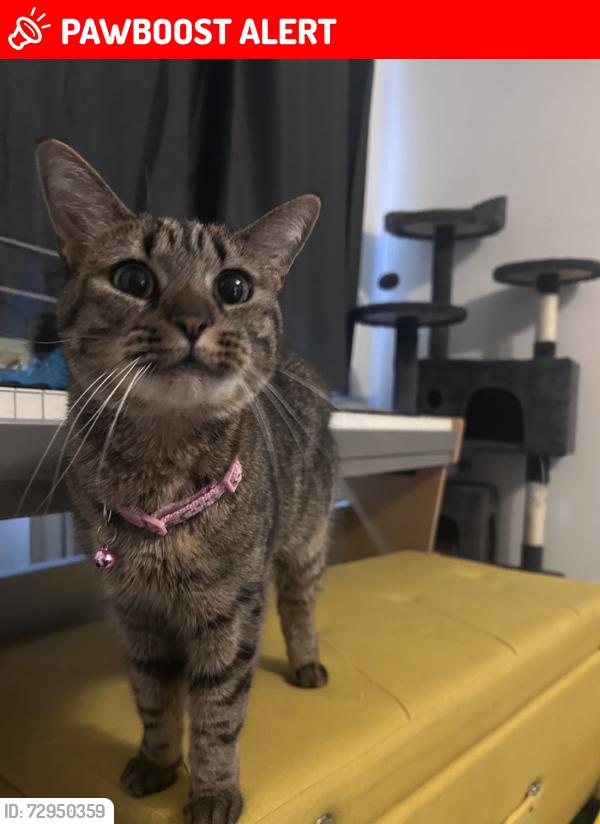 Lost Female Cat last seen Petfield drive, Anlaby, East Riding of Yorkshire, England HU10
