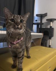 Lost Female Cat last seen Petfield drive, Anlaby, East Riding of Yorkshire, England HU10
