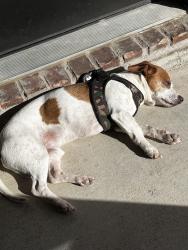 Reunited Male Dog last seen Honolulu Pl, Broken Arrow, OK 74012