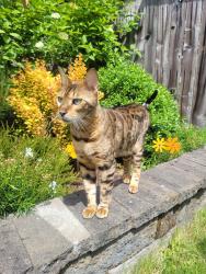 Lost Male Cat last seen Near Burke Ave N north of Parkwood Elementary, Shoreline, WA 98133