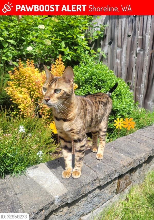 Lost Male Cat last seen Near Burke Ave N north of Parkwood Elementary, Shoreline, WA 98133
