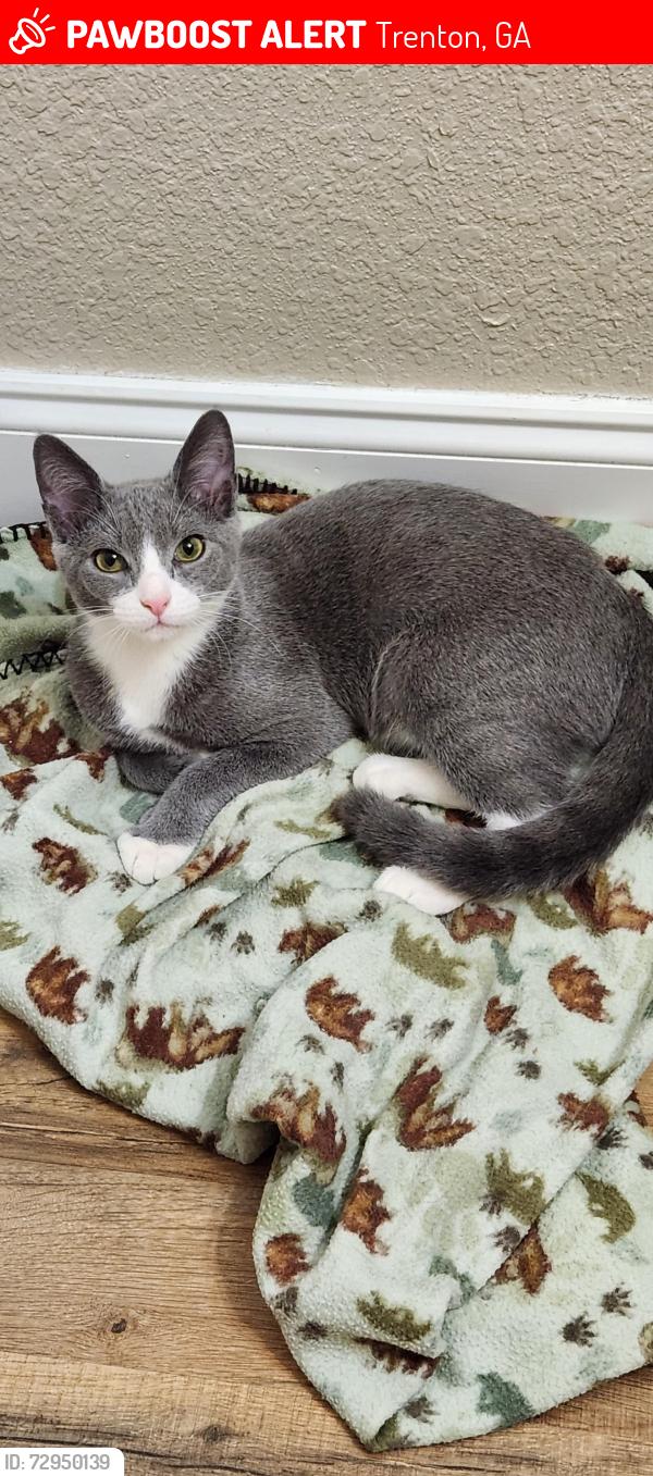 Lost Male Cat last seen Route 136 and Canyon Park Dr Trenton GA, Trenton, GA 30752