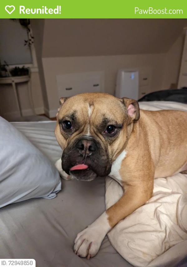 Reunited Male Dog last seen Near Brewster Rd Bristol , Bristol, CT 06010