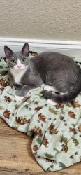 Lost Male Cat last seen Route 136 and Canyon Park Dr Trenton GA, Trenton, GA 30752