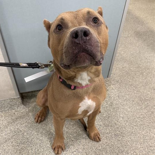 Shelter Stray Male Dog last seen , Jacksonville, FL 32216