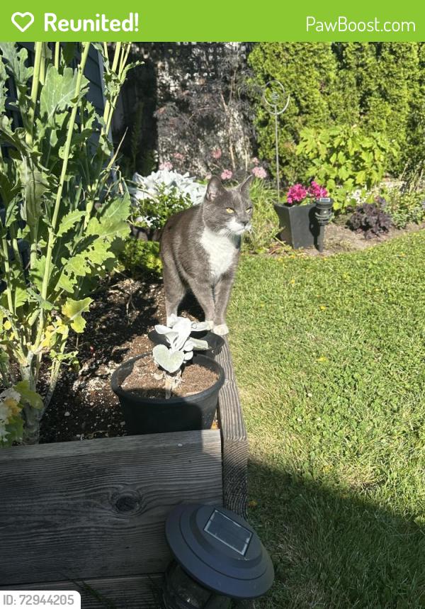 Reunited Unknown Cat last seen Beechwood and Lillian , Victoria, BC V8S 3W8