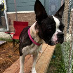 Shelter Stray Female Dog last seen , Red Bank, TN 37415
