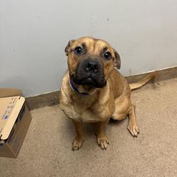 Shelter Stray Male Dog last seen , Red Bank, TN 37415