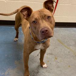 Shelter Stray Female Dog last seen , Memphis, TN 38133