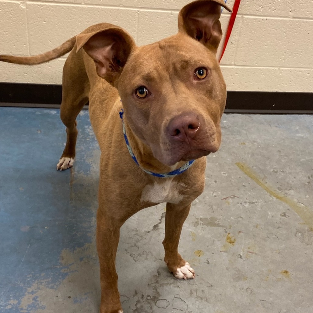 Shelter Stray Female Dog last seen , Memphis, TN 38133