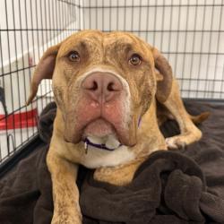 Shelter Stray Male Dog last seen , Philadelphia, PA 19140
