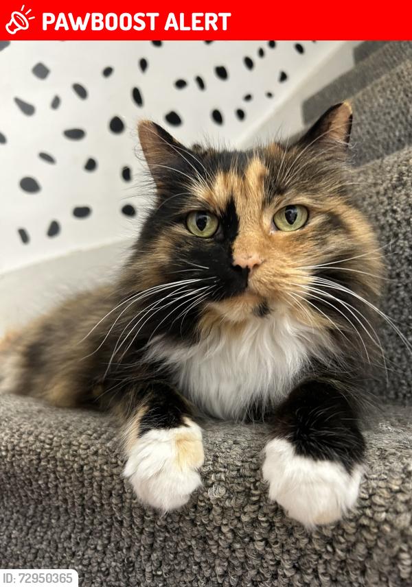 Lost Female Cat last seen Behind Kings Road local Sainsbury’s , North Yorkshire, England HG1 2AH