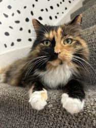 Lost Female Cat last seen Behind Kings Road local Sainsbury’s , North Yorkshire, England HG1 2AH
