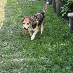 Reunited Male Dog last seen Walking down Elmore ave, Columbus, OH 43224