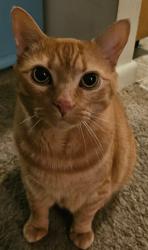 Lost Male Cat last seen Mount Dr, Pasadena, MD 21122