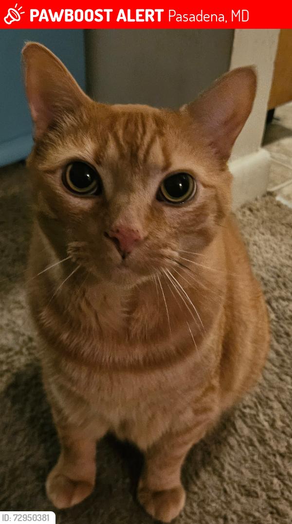 Lost Male Cat last seen Mount Dr, Pasadena, MD 21122