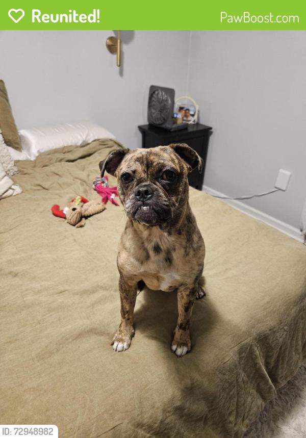 Reunited Female Dog last seen Near labore rd, vadnais heights, mn, 55110, Saint Paul, MN 55110