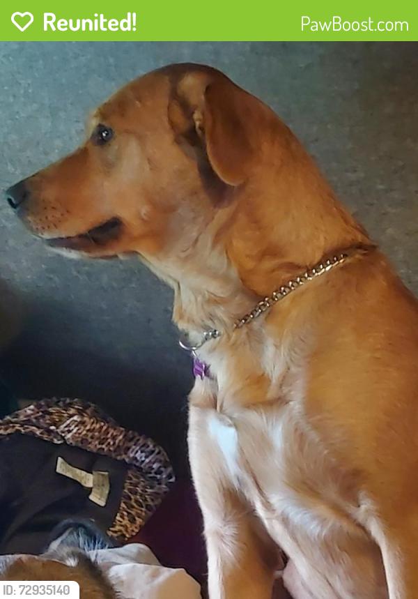 Reunited Male Dog last seen Farm road, Erwin Hills Rd, Olivette Rd, Asheville, NC 28804
