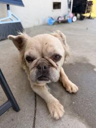 Reunited Female Dog last seen Near S Powers Ave, Manteca, CA 95336, USA, Manteca, CA 95336