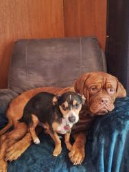 Reunited Male Dog last seen Laura lane, Flint, TX 75762