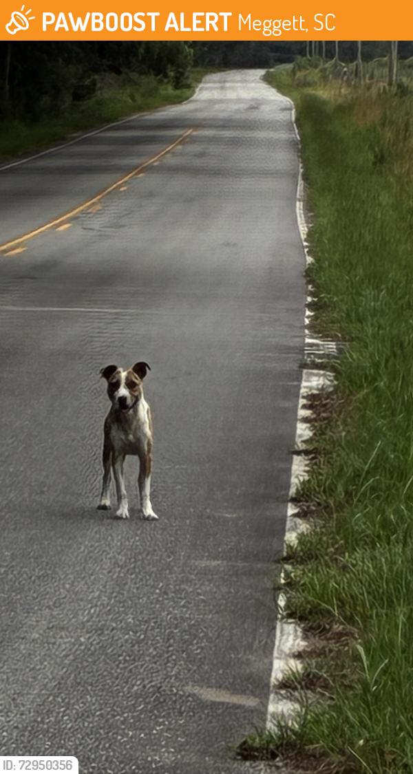 Found/Stray Female Dog last seen Towls Road, Hollywood, SC , Meggett, SC 29449