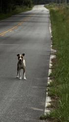 Found/Stray Female Dog last seen Towls Road, Hollywood, SC , Meggett, SC 29449