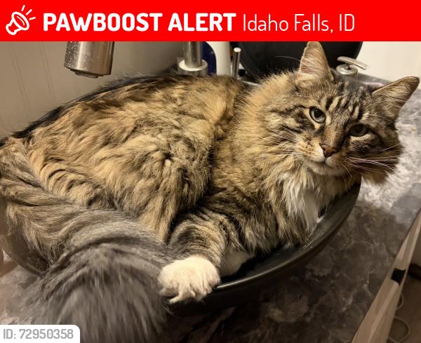 Lost Male Cat last seen 3rd St and Lee St, Idaho Falls, ID 83401