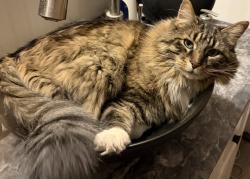 Lost Male Cat last seen 3rd St and Lee St, Idaho Falls, ID 83401