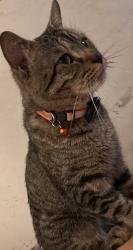 Lost Male Cat last seen Lancelot dr, arthur dr and merlin dr, Murfreesboro, TN 37127