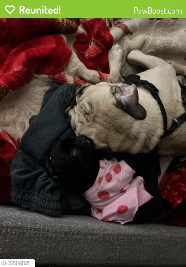 Reunited Male Dog last seen Appleblossom, La Puente, CA 91744